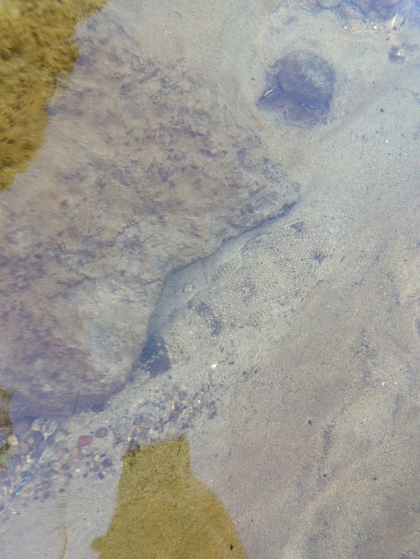 Can you spot the flattie?